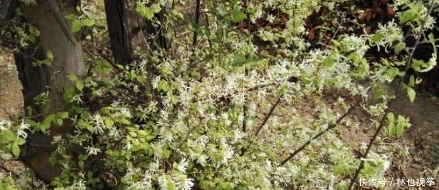 『檵木花』山里这种植物,到处都有,不做盆景,简直屈才了