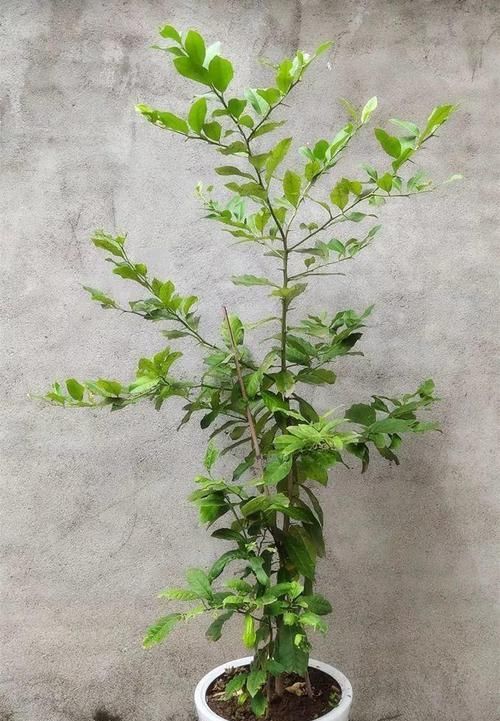  「增加光照」这水果太贵了，吃完留下核，还能种盆栽！