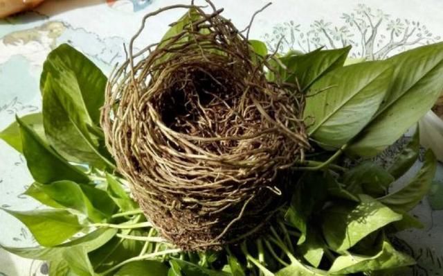 #栀子花#养了2年的栀子花，一换盆就死了，问题不在花身上，在你身上