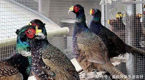  闻名■广西的一个县因一条河、一个水电站而闻名