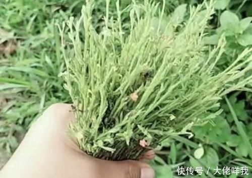  有人|个头小的“1种草”，少有人见到，殊不知是“药材”，上百1斤