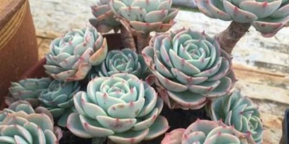  『玉蝶多肉』想省事的养好花，那就养这3种花吧，只需每月浇点水，蹭蹭长不停