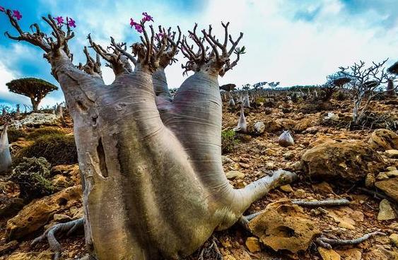 地球上鲜为人知的“外星世界”，远离大陆，独立存在18万个世纪