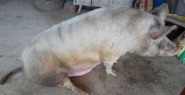  [猪肉]农村下崽的老母猪，老后该怎么处理？老农：自己饿死都不