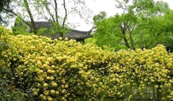  『木香花』不要为了赏花和做美味的食物而把桂花种在花盆里。