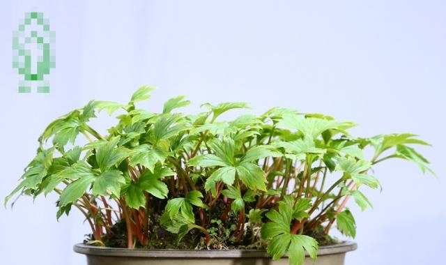 香港盆景展会作品欣赏,审美是人的天性,体验极简盆景带来的美