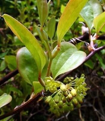 农村一种植物，果实是孩童时的零食，却不知道“根”才是宝贝！