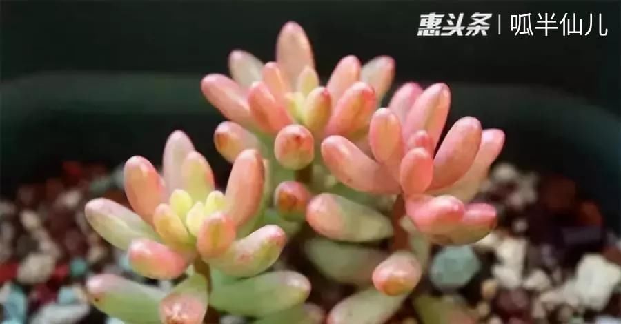  #上名#傻傻分不清的多肉，就看它这儿，一眼就能叫上名！