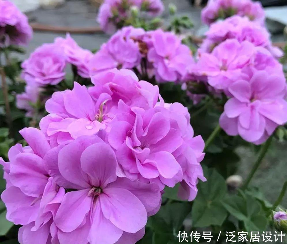  每种■110种天竺葵，每种都超美，看看你认识多少种？