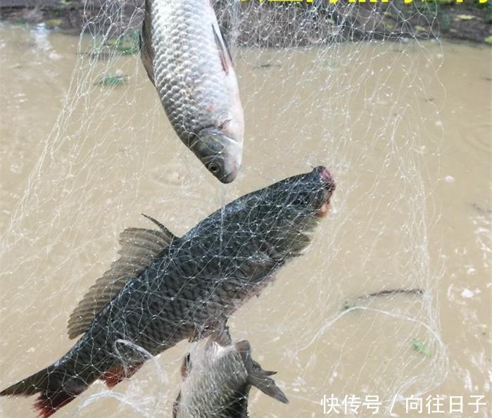  「新造」鱼哭死了，义乌新造“自动吸鱼器”，一扔一收，天天喝