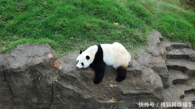  特别行政区@除了香港、澳门，其实我们国家还有一个特别行政区，