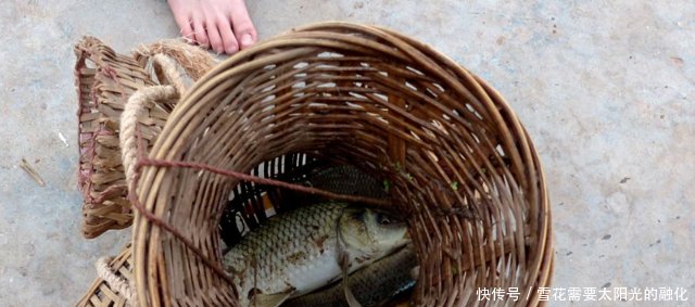一条鱼要养好几年农民稻田养鱼两不误！