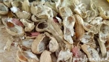 「花养」她用一斤花生壳把花养爆盆,四季油绿,花开不停,邻居看了都羡慕