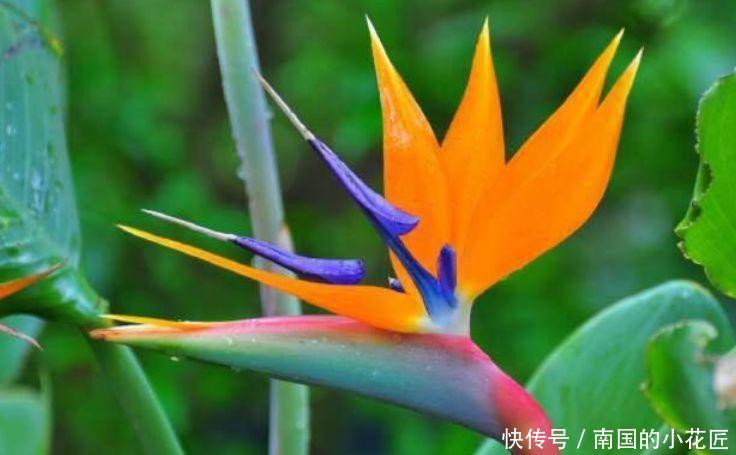  「香雪兰」4种花很漂亮，好养易活能爆盆，漂亮又好闻，全年开花不断