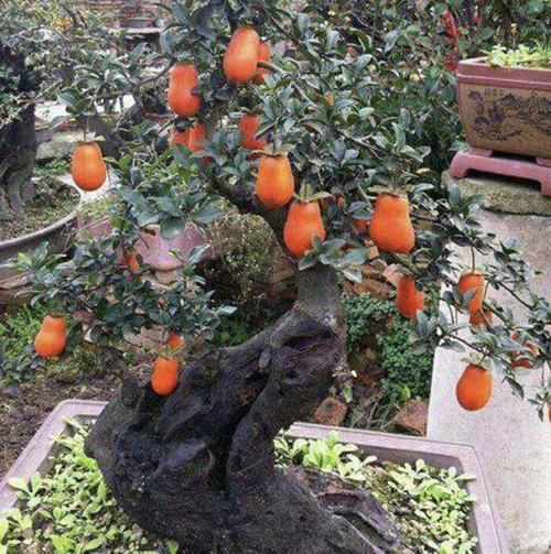  『值钱』陈大姐挖了1个“树桩”，种植在院子里，变成“金弹子”，值钱