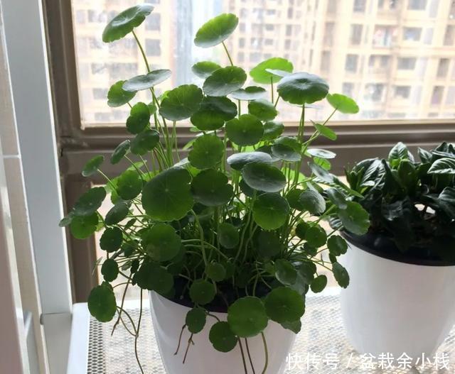  [轻松]养铜钱草，这两点要做好，绿叶又圆又大又绿，轻松爆长一大盆
