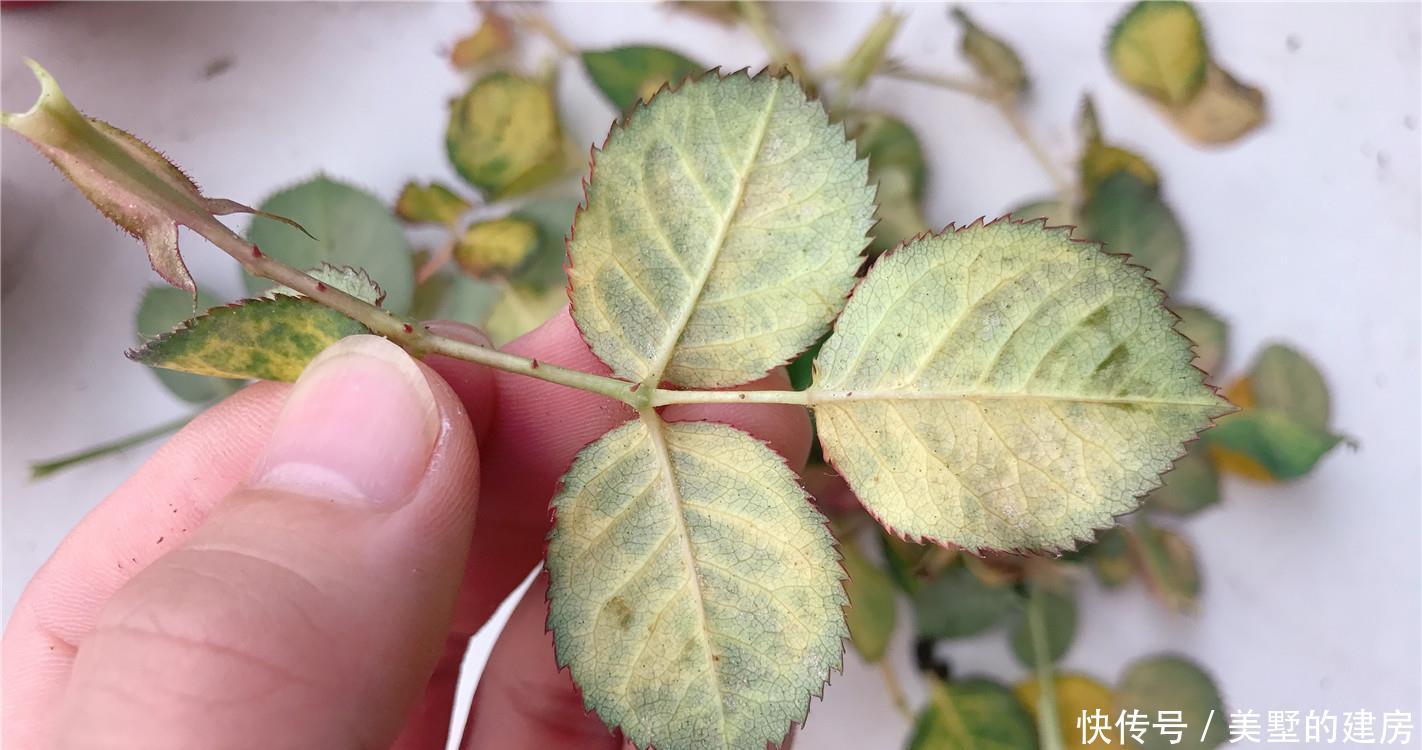  月季：护花使者：月季红蜘蛛，2种药“伺候”，同是天涯“杀红人”！