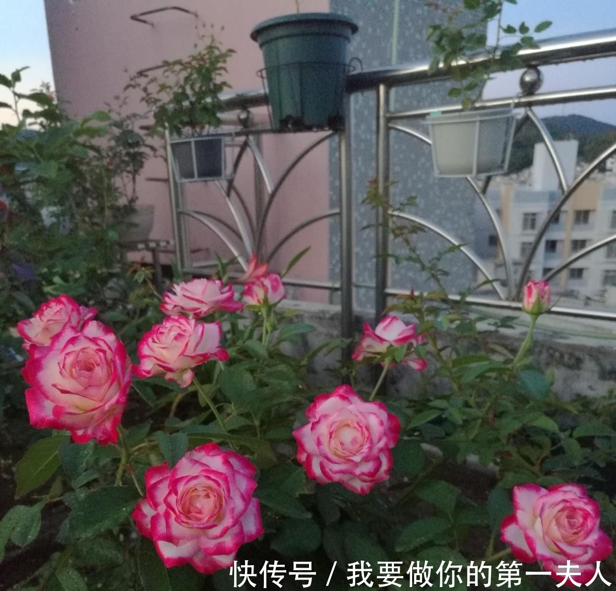  值得：一年四季开花,美丽若玫瑰,好养易活,这款盆栽绿植,很值得栽培