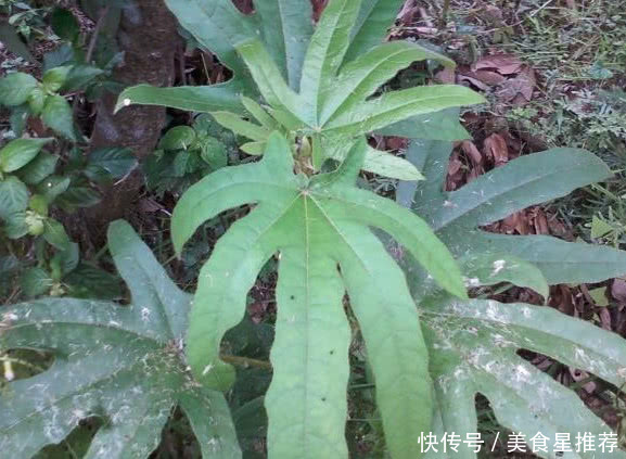 这种植物农村没人要，城里人知道是宝，1斤50元，有人靠它发财