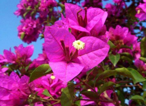 「大丽花」4月就养这几款花卉,花大色艳,开花爆成花海,美观大气惹人爱