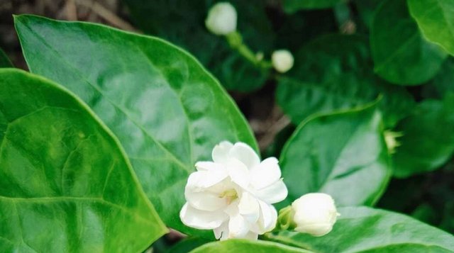  养花|夏天到了，喜欢养花的小伙伴可以选择这些花，好看又好养！