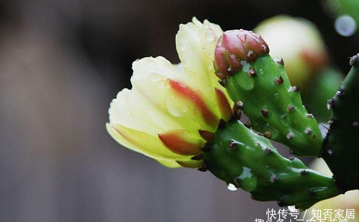  「充足的光」花卉种植技术：仙人掌的主干怎样长粗，光照要足强健根系才粗壮！
