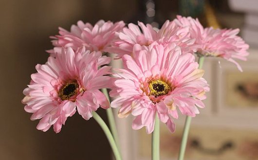  矮小■喜欢菊花？不如养一盆“莱雅菊”，花朵精致，植株矮小适合盆栽养