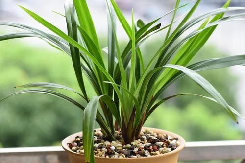  「矿泉水瓶」养兰花有妙招，一个矿泉水瓶倒着放，湿度大，根系旺，花满枝