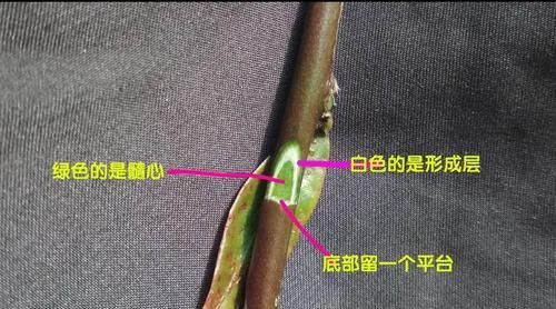  #叶仙#叶仙嫁接蟹爪兰总是失败？找准形成层，接对位置，开花爆盆成花塔