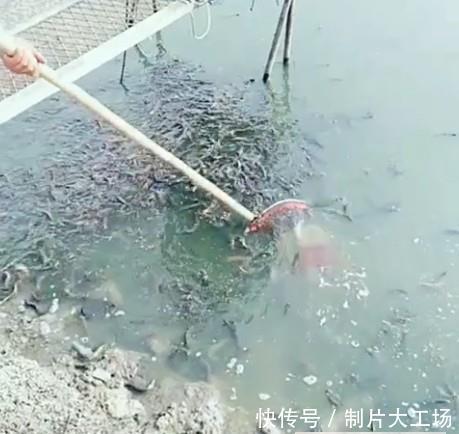 男子干完农活去河边洗手, 看见河边水面发黑, 一网兜下去惊喜来了