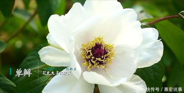 园区■不识芍药与牡丹?请收下这份赏花图鉴!
