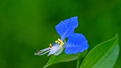 「花梗」农村常见的”鸭跖草“，随处可见，价值不菲，珍惜鸭跖