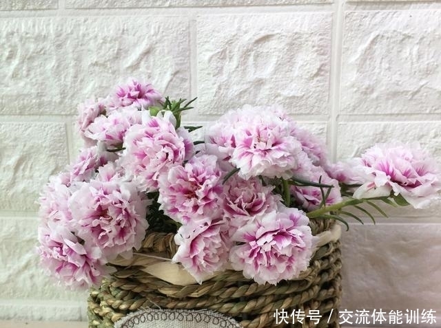 成单瓣太|重瓣太阳花总是变为单瓣太阳花怎么办?收集种子慢慢淘汰