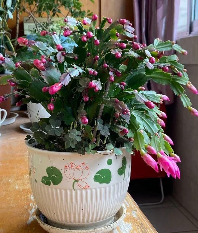 『光照』30种耐阴花,室内光照不佳,也能全年开花