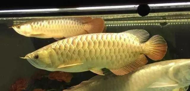  性格很：混养，其实是健全龙鱼性格的一种方法