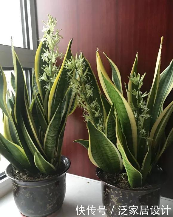 『兴旺』客厅一盆镇宅花,美化家居,旺家宅,越养越兴旺