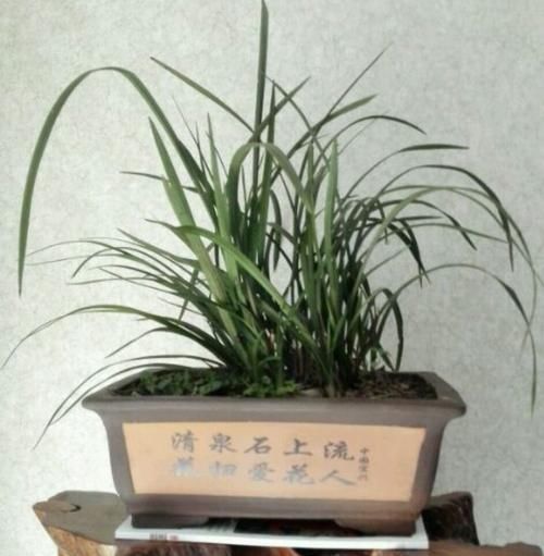  「深盆」种植兰花用浅盆好还是用深盆好？十年兰花老农给出了答案