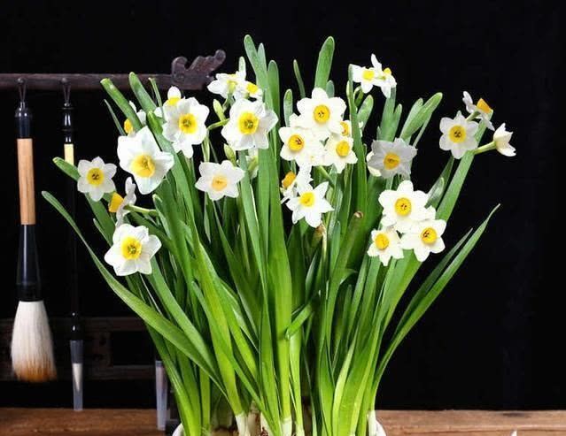  水仙花|误食水仙花幼苗怎么办？