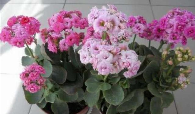  【养花经验】4种常见的花，开花漂亮、花期长，养护起来又简单