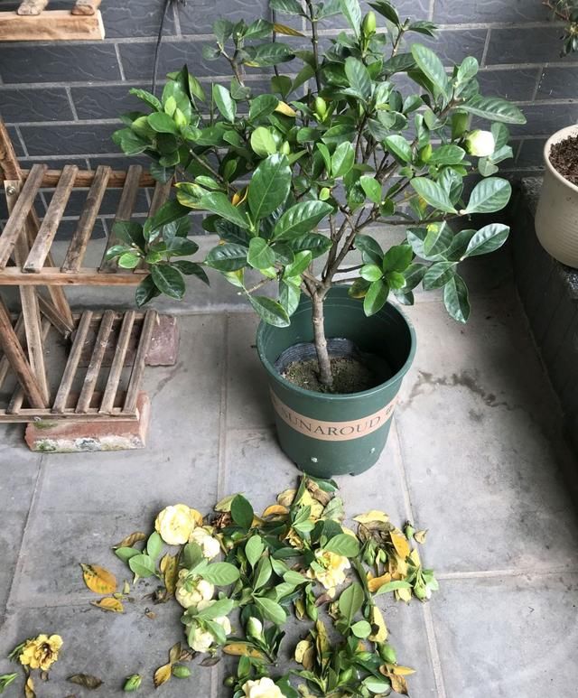  花苞@栀子花少一天浇水就黄叶枯花苞？比伺候月子还难受，就该洗个澡