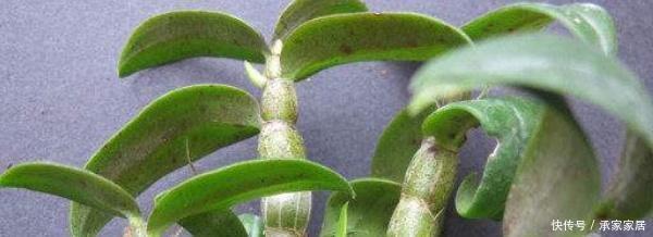  [植物]石斛开花后如何修剪