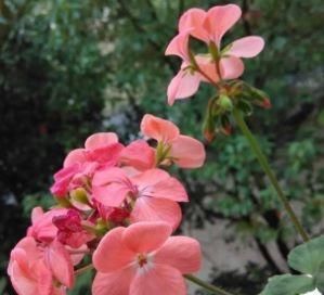  『花芽』养好天竺葵，一个小诀窍，花芽“2倍”钻，花朵开成“大彩球”
