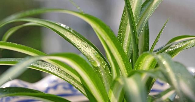  『蜘蛛兰』金鱼吊兰养不好?这么做,花枝满盆!