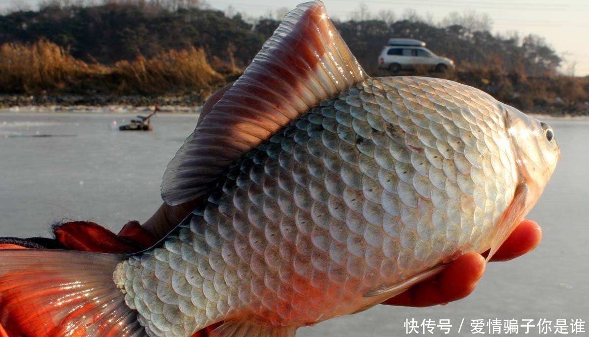 浅水:浅水钓鲫鱼,为啥容易跑鱼?因为这5个地方你搞错了