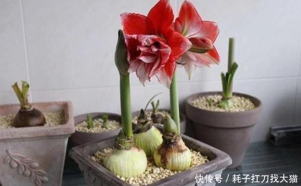  「能力」上班族养花就盆栽红花莲，观赏价值高、养护简单，繁殖能力强