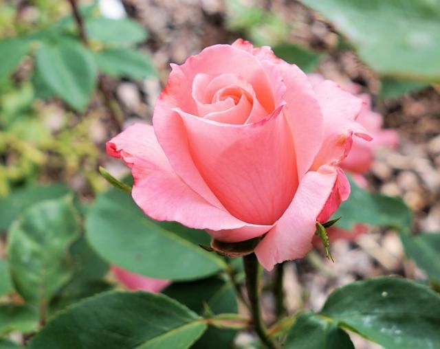 花朵搭配上绿色的叶，非常娇艳欲滴，看起来让人心情愉悦