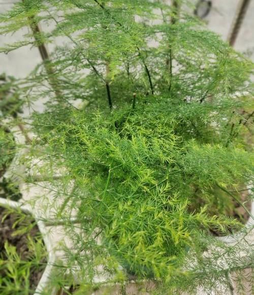  『文竹的叶子』高手养文竹，都用这2种肥，养出来的文竹不黄叶，新芽蹿不停