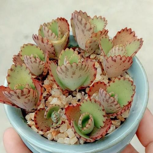  「些植物要求」植物和光照居然有这么多纠葛，光照调控花期原来是这么回事