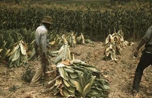 全球唯一黑人发达国家，当地人比中国人都会种地，收入是中国3倍