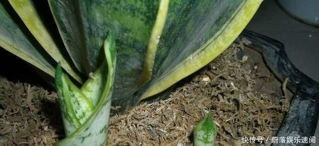  花钱买：这5种花草，别花钱买，掐一片叶子插土里，一个月长满盆，贼省钱